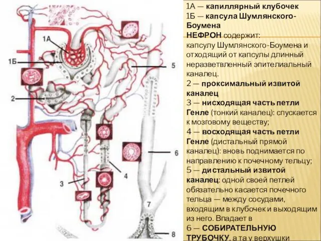 1А — капиллярный клубочек 1Б — капсула Шумлянского-Боумена НЕФРОН содержит: капсулу