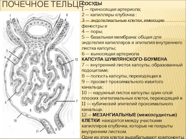 ПОЧЕЧНОЕ ТЕЛЬЦЕ СОСУДЫ 1 — приносящая артериола; 2 — капилляры клубочка