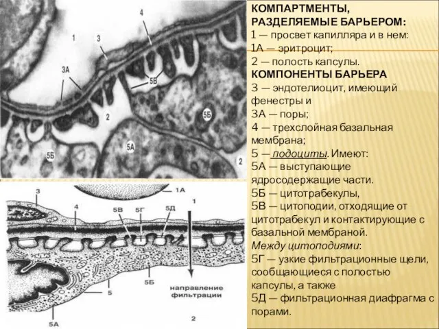 КОМПАРТМЕНТЫ, РАЗДЕЛЯЕМЫЕ БАРЬЕРОМ: 1 — просвет капилляра и в нем: 1А