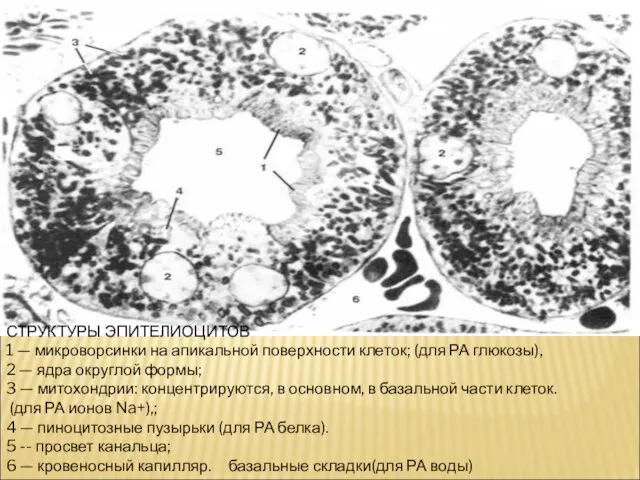 СТРУКТУРЫ ЭПИТЕЛИОЦИТОВ 1 — микроворсинки на апикальной поверхности клеток; (для РА