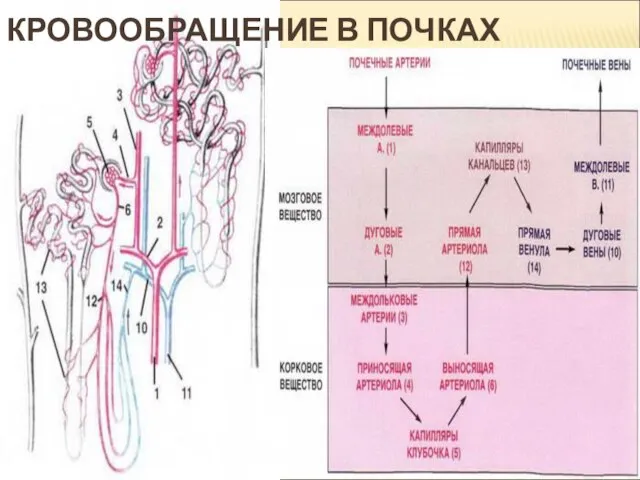 КРОВООБРАЩЕНИЕ В ПОЧКАХ