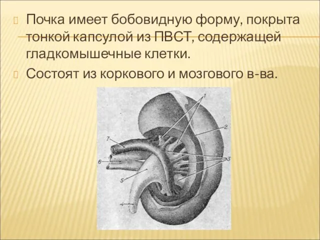 Почка имеет бобовидную форму, покрыта тонкой капсулой из ПВСТ, содержащей гладкомышечные