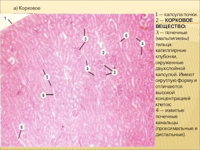 а) Корковое вещество 1 — капсула почки. 2 — КОРКОВОЕ ВЕЩЕСТВО: