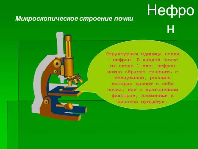 Нефрон