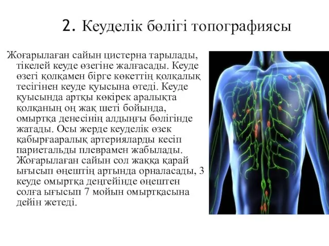 2. Кеуделік бөлігі топографиясы Жоғарылаған сайын цистерна тарылады, тікелей кеуде өзегіне