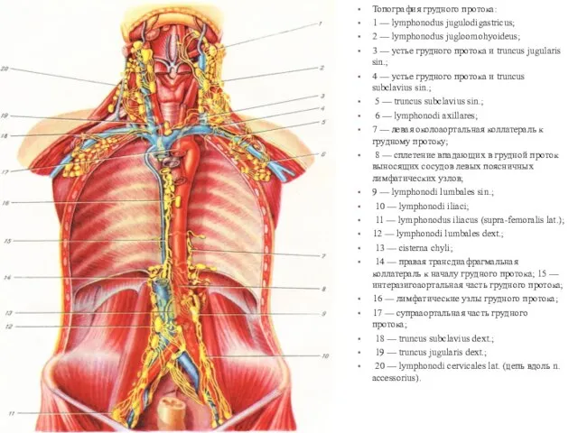 Топография грудного протока: 1 — lymphonodus jugulodigastricus; 2 — lymphonodus jugloomohyoideus;