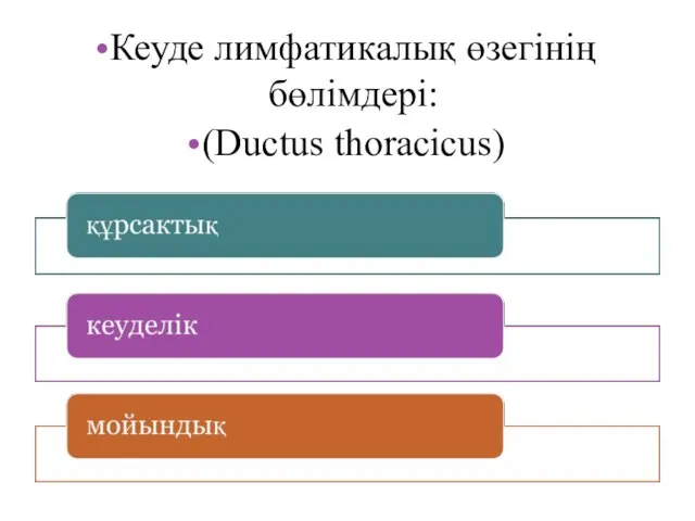 Кеуде лимфатикалық өзегінің бөлімдері: (Ductus thoracicus)