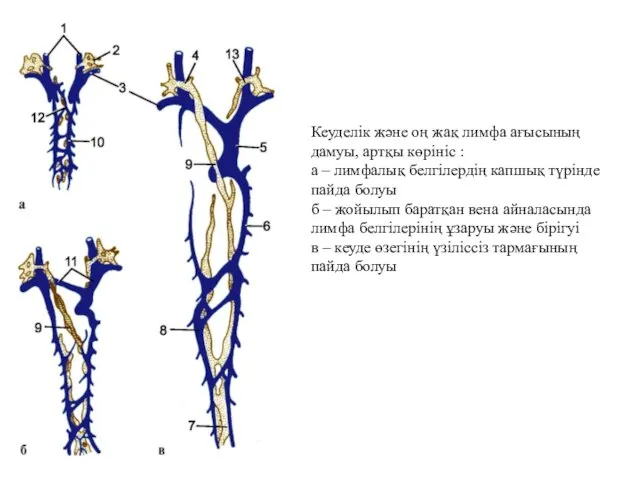 Кеуделік және оң жақ лимфа ағысының дамуы, артқы көрініс : а