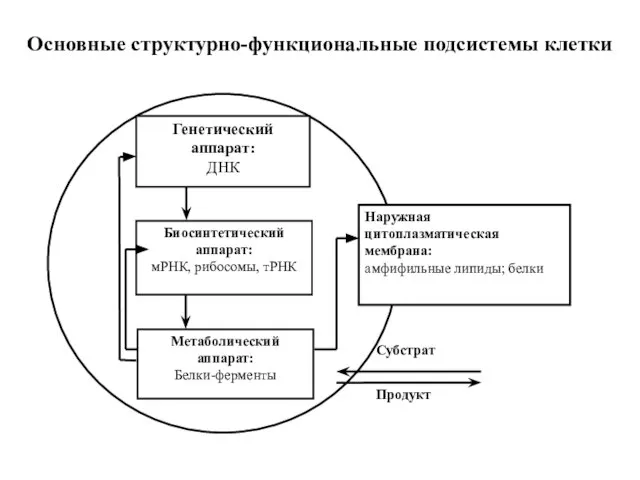 Основные структурно-функциональные подсистемы клетки