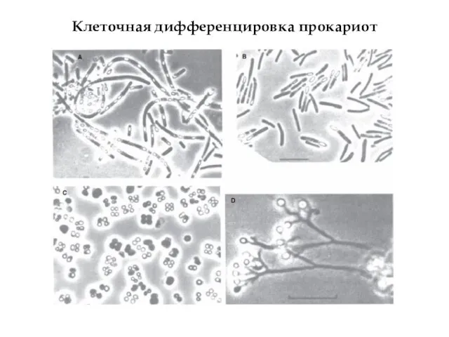 Клеточная дифференцировка прокариот