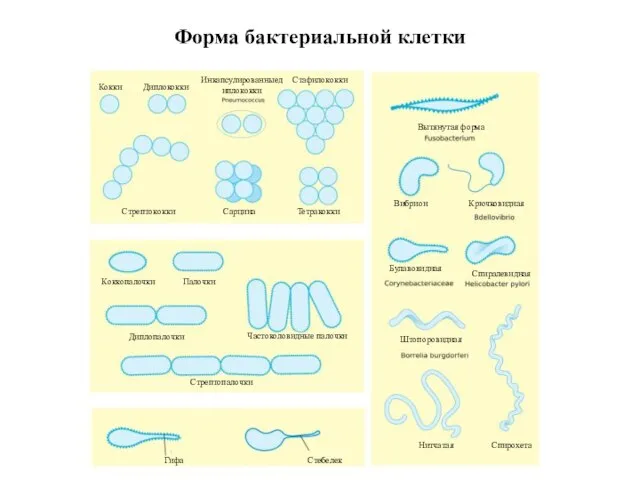 Форма бактериальной клетки Вытянутая форма Крючковидная Булавовидная Спиралевидная Штопоровидная Стебелек Гифа