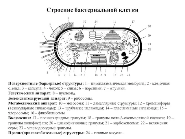 Строение бактериальной клетки 7 3 10 24 11 17 20 19