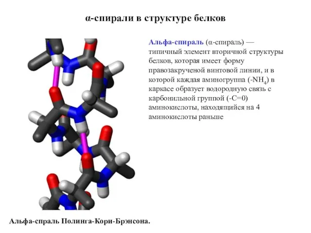 α-спирали в структуре белков Альфа-спираль (α-спираль) — типичный элемент вторичной структуры