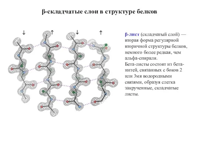 β-складчатые слои в структуре белков