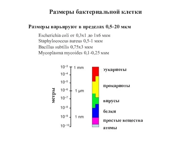 Размеры бактериальной клетки Размеры варьируют в пределах 0,5-20 мкм Escherichia coli