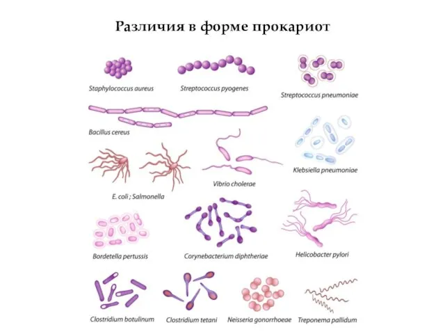 Различия в форме прокариот