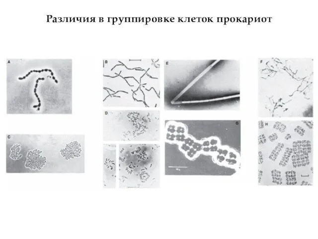 Различия в группировке клеток прокариот