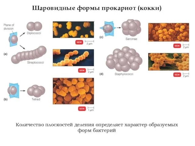 Шаровидные формы прокариот (кокки) Количество плоскостей деления определяет характер образуемых форм бактерий