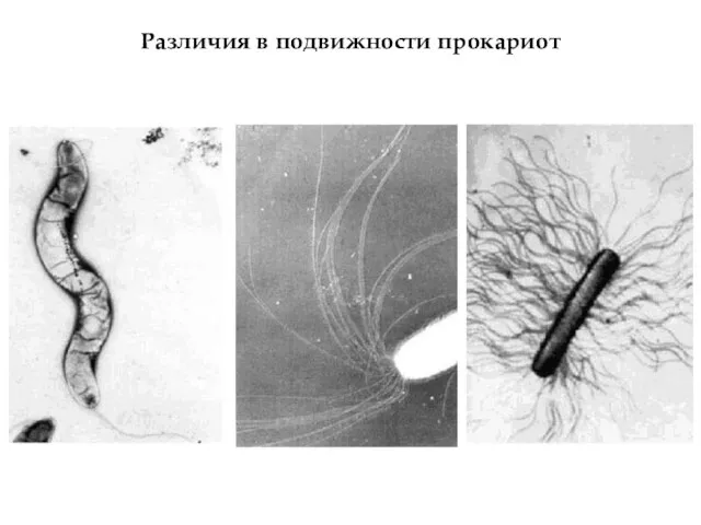 Различия в подвижности прокариот