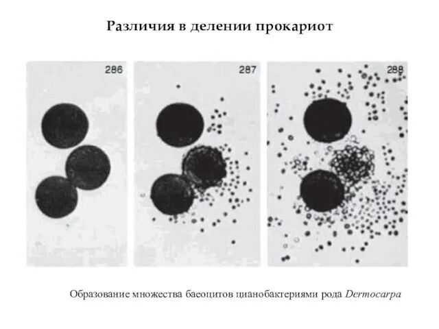 Различия в делении прокариот Образование множества баеоцитов цианобактериями рода Dermocarpa