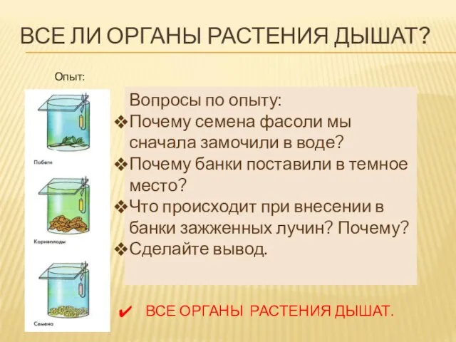 ВСЕ ЛИ ОРГАНЫ РАСТЕНИЯ ДЫШАТ? Опыт: Вопросы по опыту: Почему семена