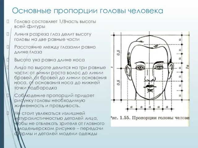 Основные пропорции головы человека Голова составляет 1/8часть высоты всей фигуры Линия