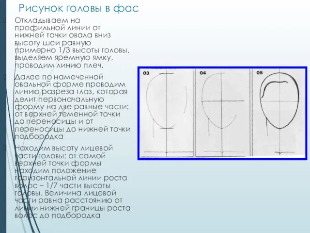 Рисунок головы в фас Откладываем на профильной линии от нижней точки