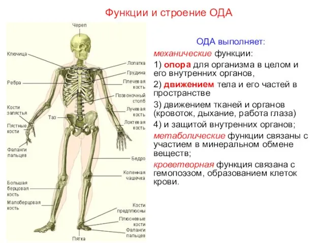 ОДА выполняет: механические функции: 1) опора для организма в целом и