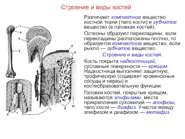 Строение и виды костей Различают компактное вещество костной ткани (тело кости)