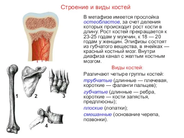 В метафизе имеется прослойка остеобластов, за счет деления которых происходит рост