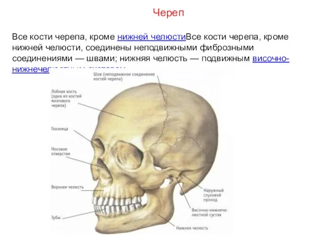 Все кости черепа, кроме нижней челюстиВсе кости черепа, кроме нижней челюсти,