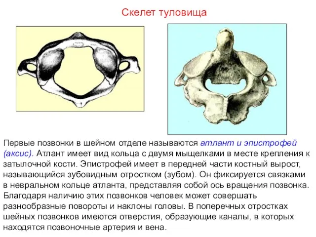 Первые позвонки в шейном отделе называются атлант и эпистрофей (аксис). Атлант
