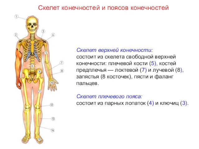 Скелет верхней конечности: состоит из скелета свободной верхней конечности: плечевой кости