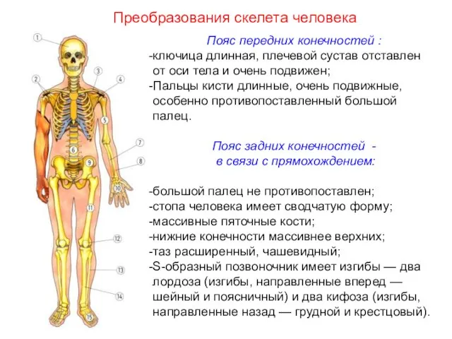 Пояс передних конечностей : ключица длинная, плечевой сустав отставлен от оси