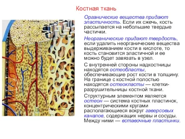 Костная ткань Органические вещества придают эластичность. Если их сжечь, кость рассыпается