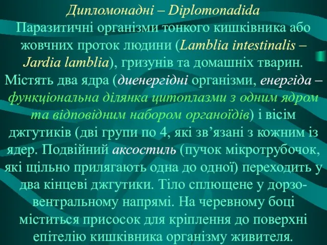 Дипломонадні – Diplomonadida Паразитичні організми тонкого кишківника або жовчних проток людини