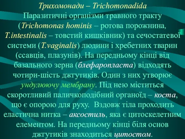 Трихомонади – Trichomonadida Паразитичні організми травного тракту (Trichomonas hominis – ротова