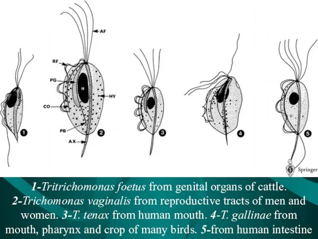 1-Tritrichomonas foetus from genital organs of cattle. 2-Trichomonas vaginalis from reproductive