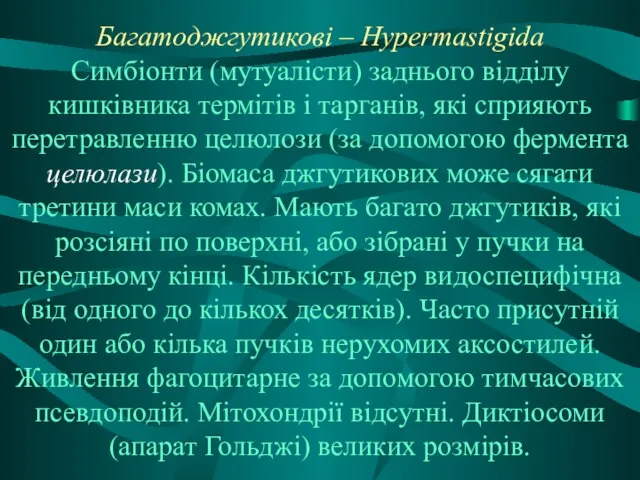 Багатоджгутикові – Hypermastigida Симбіонти (мутуалісти) заднього відділу кишківника термітів і тарганів,