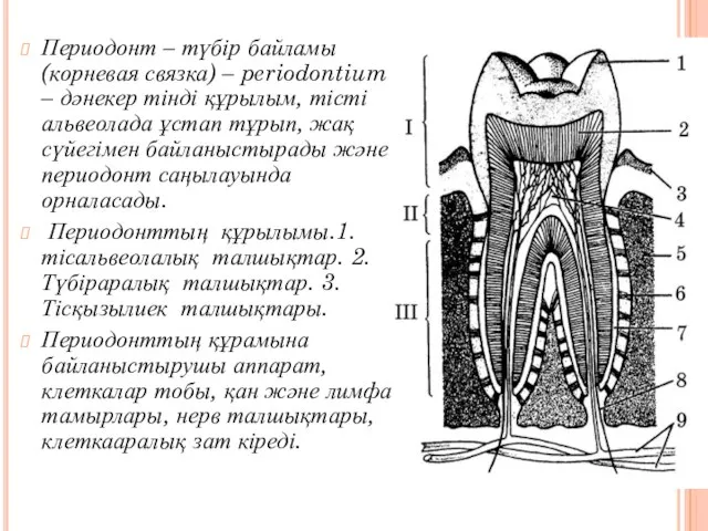 Периодонт – түбір байламы (корневая связка) – periodontium – дәнекер тінді