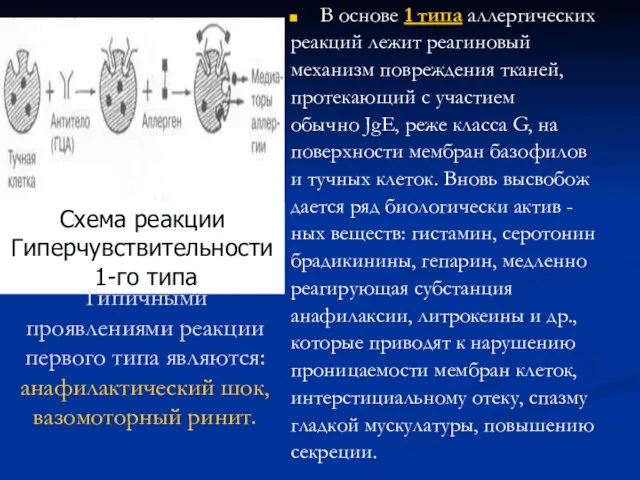 В основе 1 типа аллергических реакций лежит реагиновый механизм повреждения тканей,