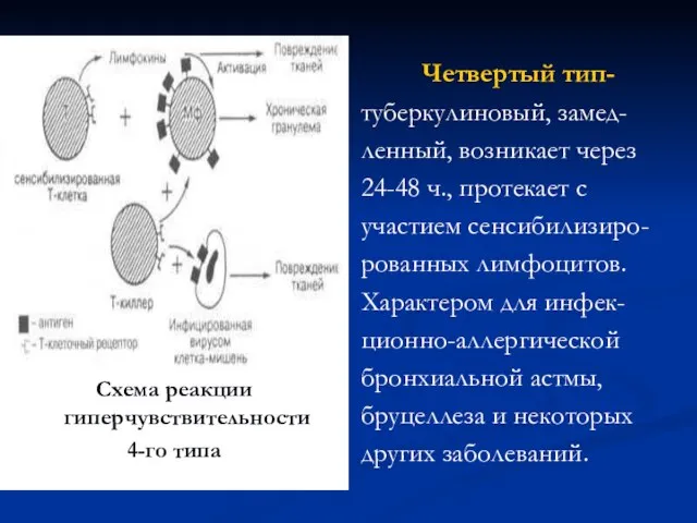 Четвертый тип- туберкулиновый, замед- ленный, возникает через 24-48 ч., протекает с