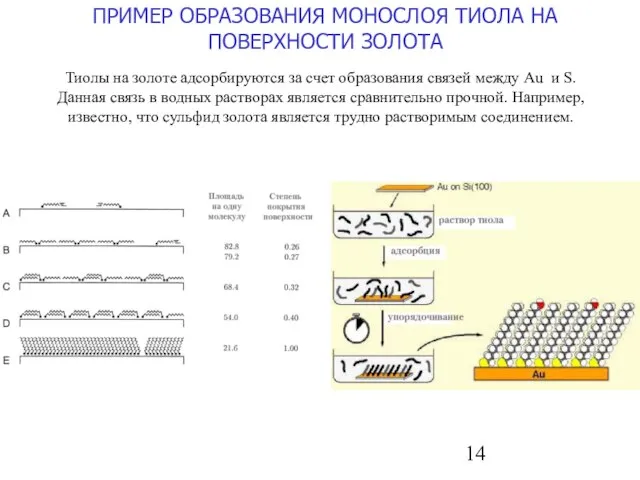 ПРИМЕР ОБРАЗОВАНИЯ МОНОСЛОЯ ТИОЛА НА ПОВЕРХНОСТИ ЗОЛОТА Тиолы на золоте адсорбируются