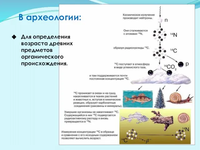 В археологии: Для определения возраста древних предметов органического происхождения.