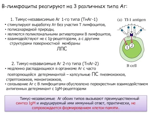 В-лимфоциты реагируют на 3 различных типа Аг: 1. Тимус-независимые Аг 1-го