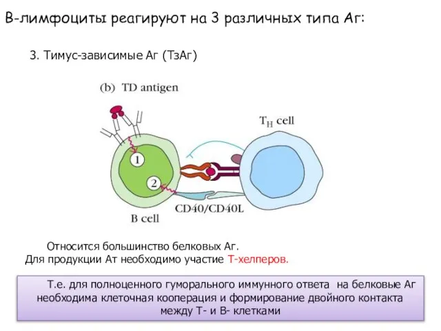 В-лимфоциты реагируют на 3 различных типа Аг: 3. Тимус-зависимые Аг (ТзАг)