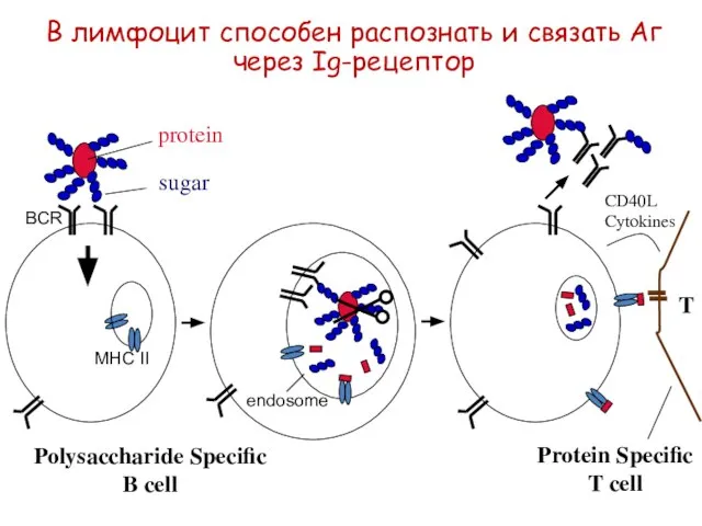 В лимфоцит способен распознать и связать Аг через Ig-рецептор protein sugar