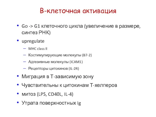 В-клеточная активация Go -> G1 клеточного цикла (увеличение в размере, синтез