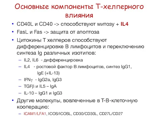 Основные компоненты Т-хелперного влияния CD40L и CD40 -> способствуют митозу +