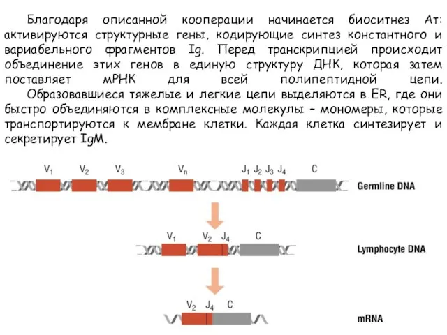 Благодаря описанной кооперации начинается биоситнез Ат: активируются структурные гены, кодирующие синтез